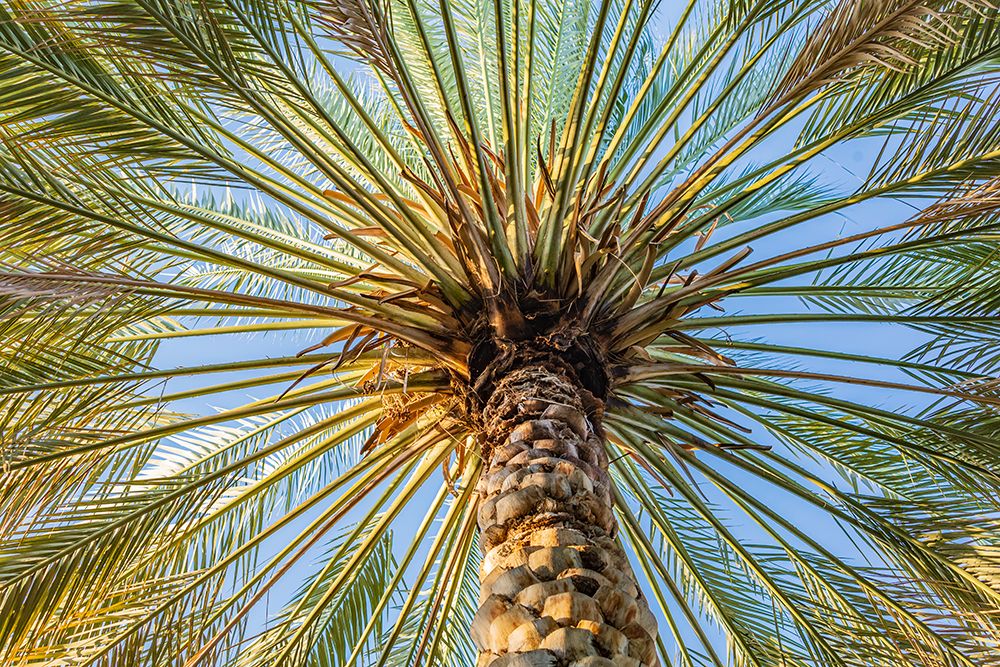 Middle East-Arabian Peninsula-Oman-Ad Dakhiliyah-Nizwa-Palm tree against blue sky in Nizwa-Oman